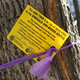 Illustration for article titled Invasive Pests Are Devastating American Forests at an Alarming Rate